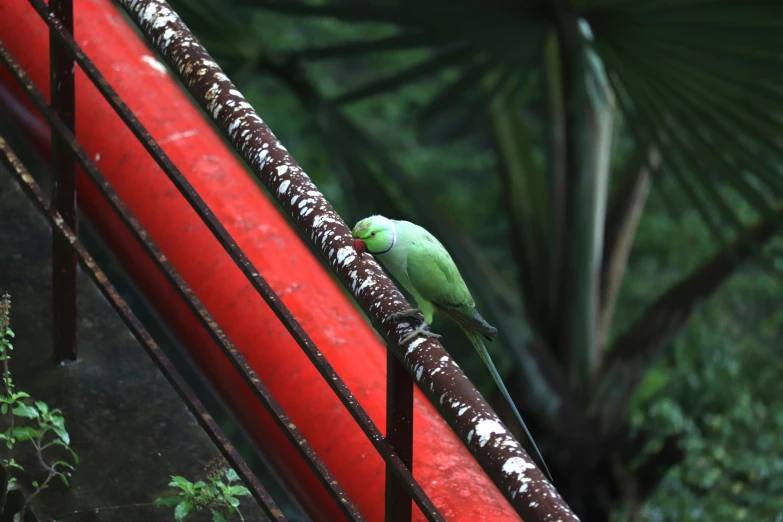 a green parrot perched on a red metal rail