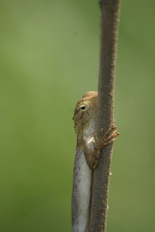a small lizard sitting on the top of a stick