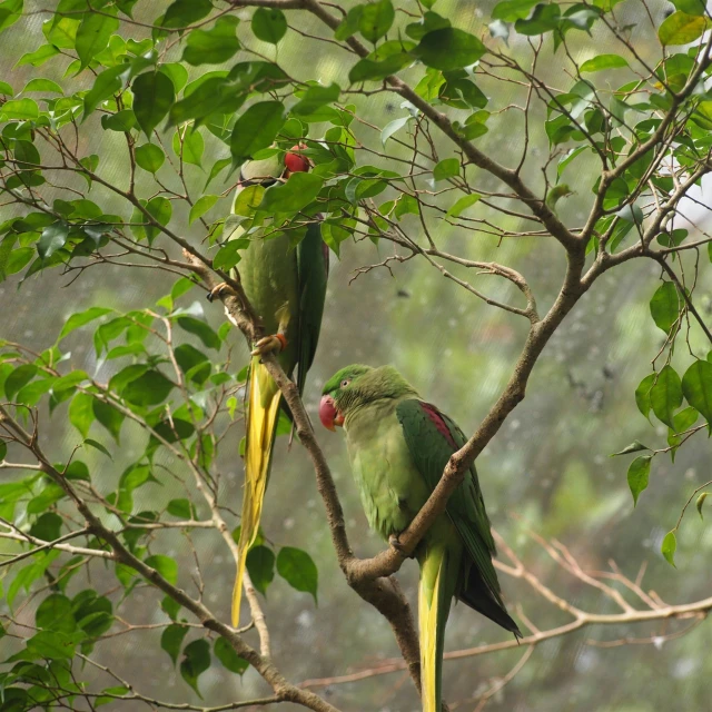 the two parrots are sitting together on the tree