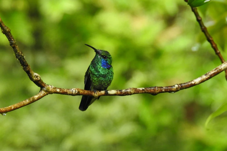 a bird sitting on a tree nch with leaves