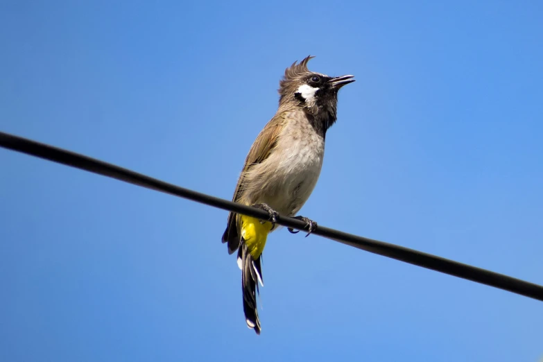 a brown white and black bird and wires