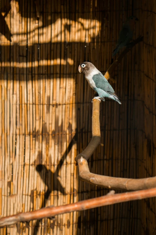 a bird sitting on top of a small bar in a building