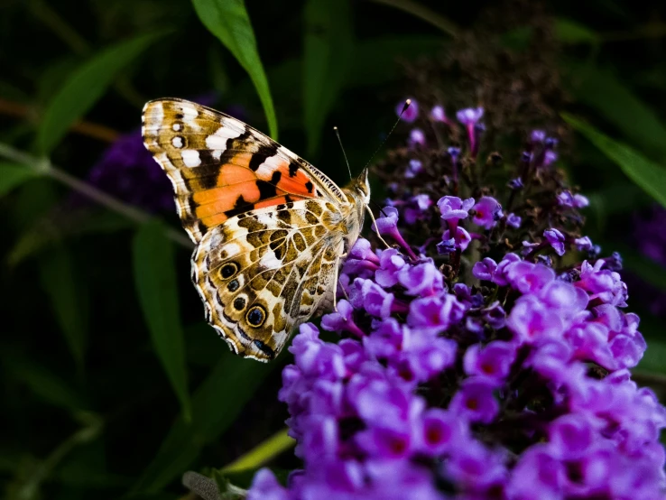 an orange, white and black erfly on purple flowers