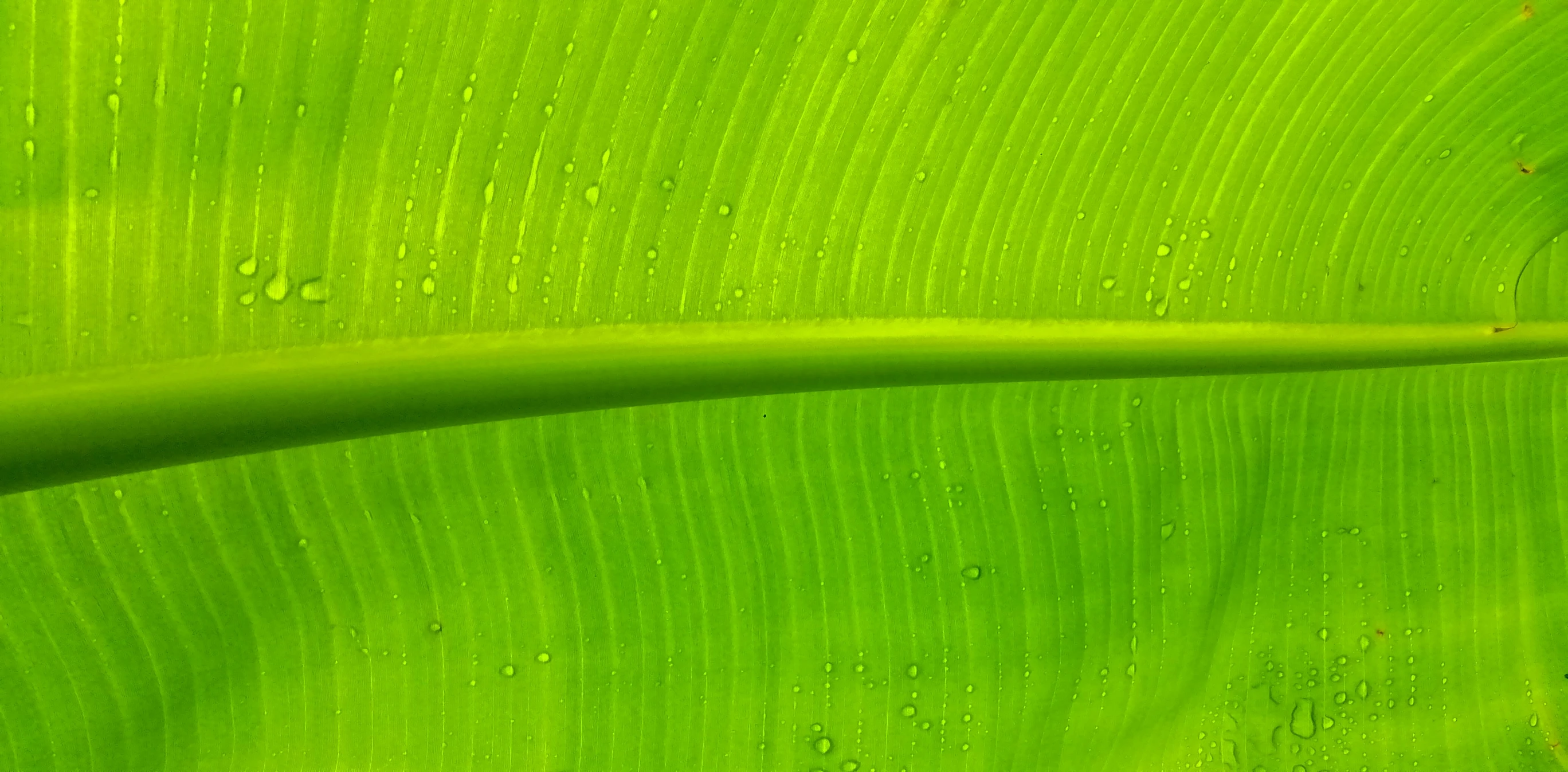 a close up of a green leaf