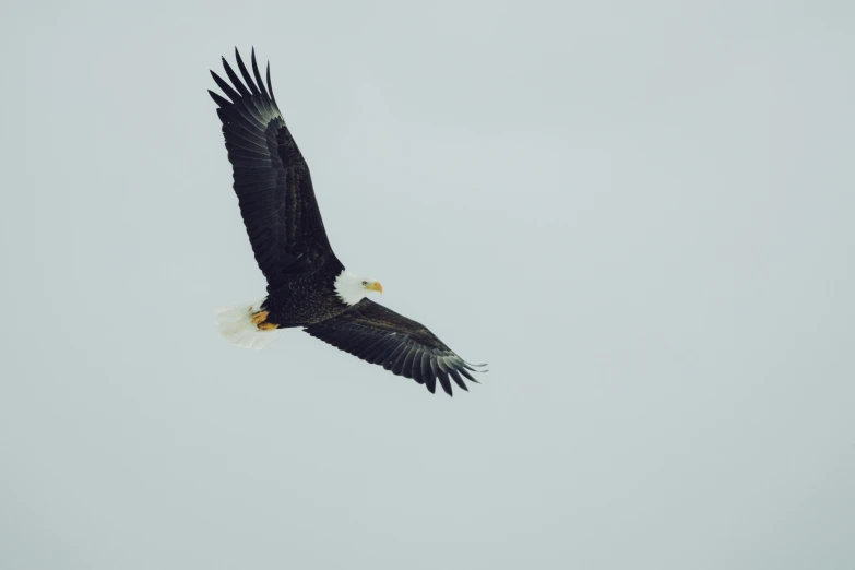 an eagle soaring in a cloudy blue sky