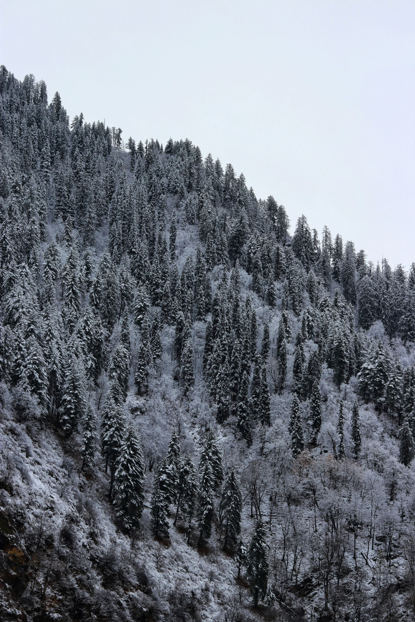 a snowy forest with a mountain in the background