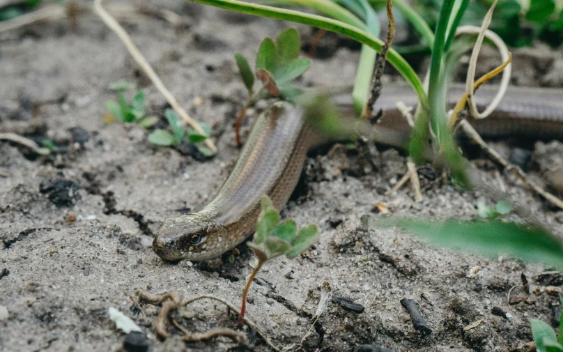 small lizard sitting in the dirt with a plant in the background