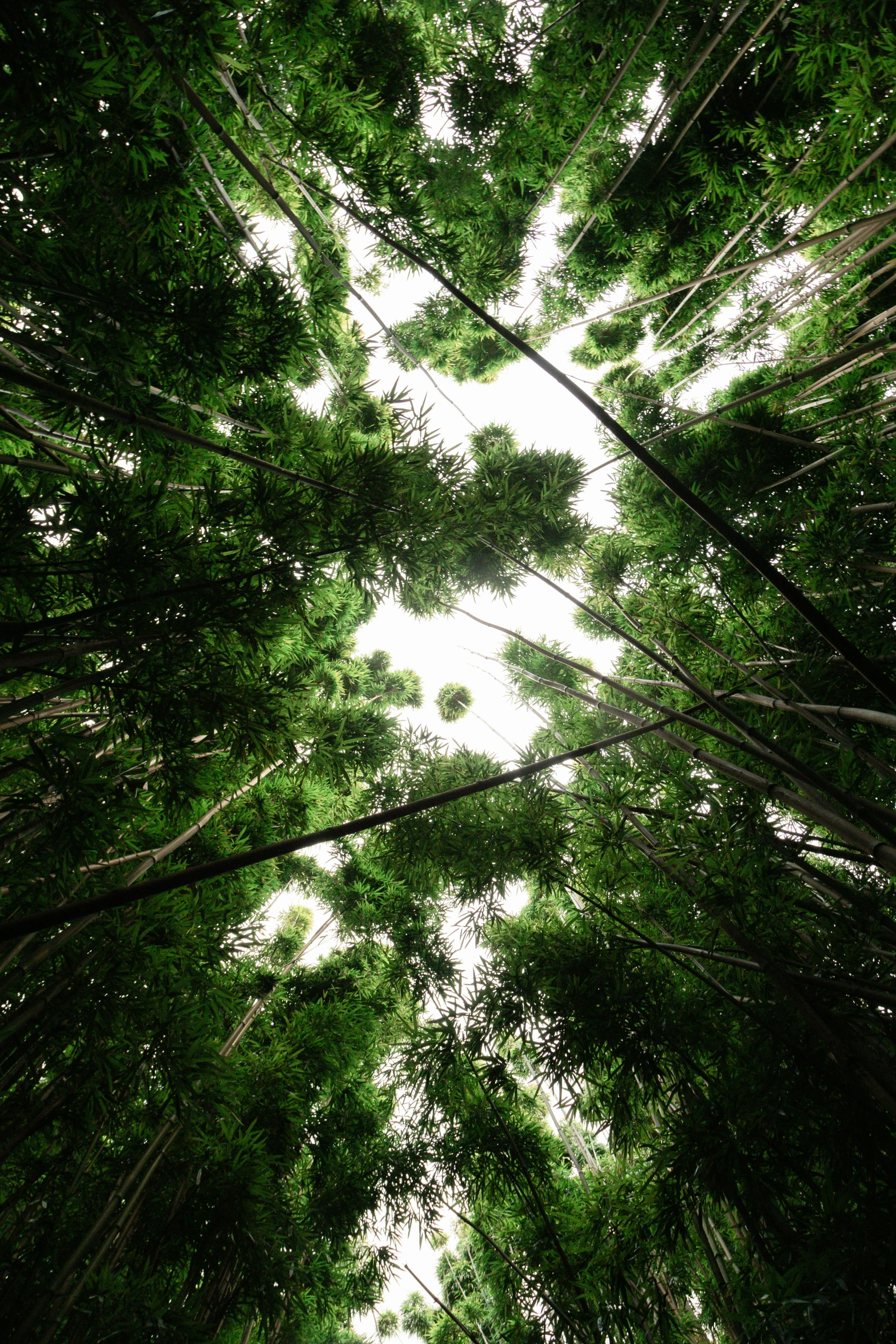 the bottom of a tree canopy looking up