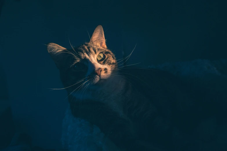 a cat's head in the dark of night