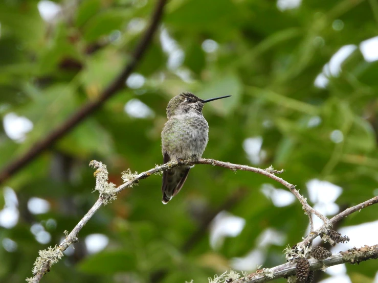 a hummingbird perched on the nch of a tree