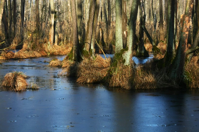 a swamp in a wooded area with a creek