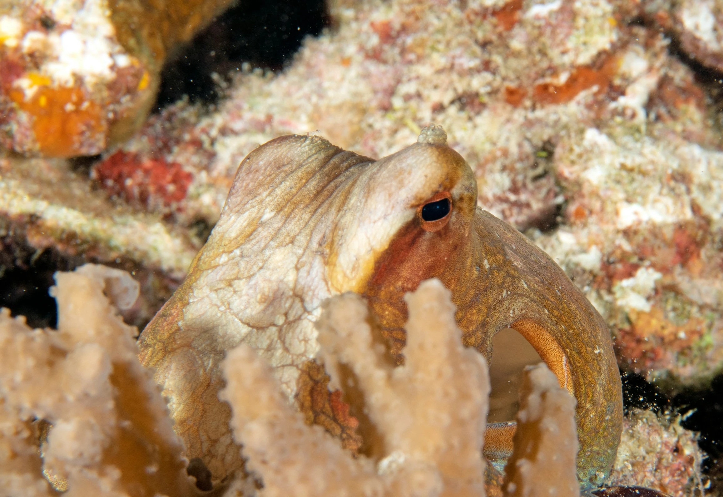 a big cuttle sea creature sitting among a bunch of coral