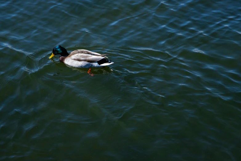 a duck floating on top of water near another bird