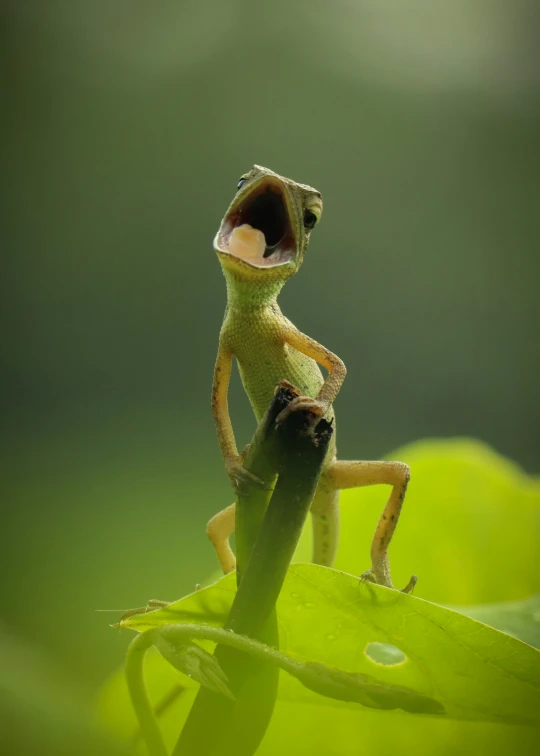 a praying frog sits on top of a green plant