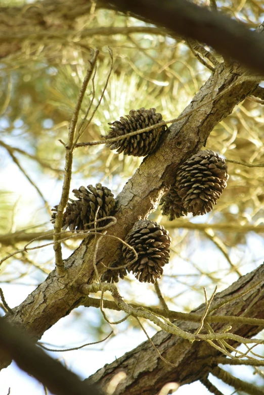 four large pine cones hang from the nches of a tree