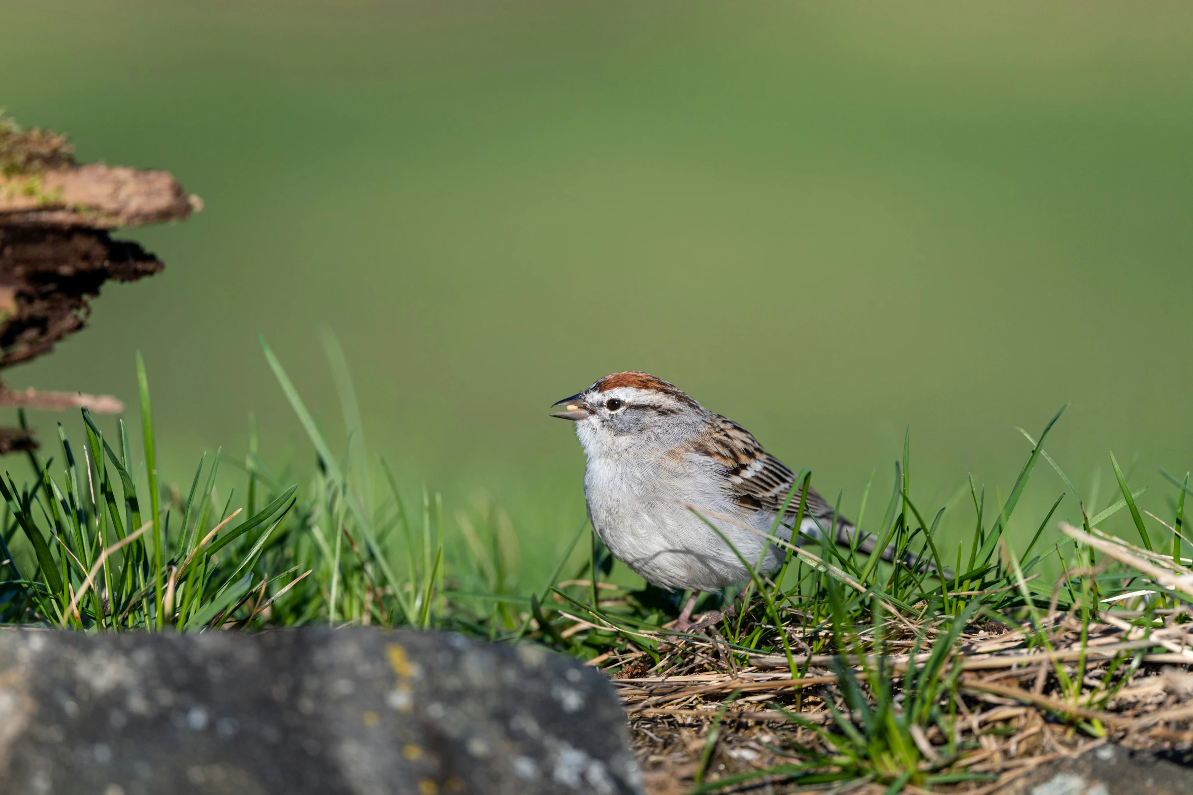 a small bird sitting on the ground in some grass