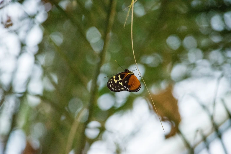 a colorful erfly sitting on top of a leaf