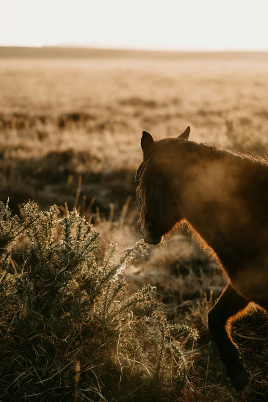 a horse is walking in an open field