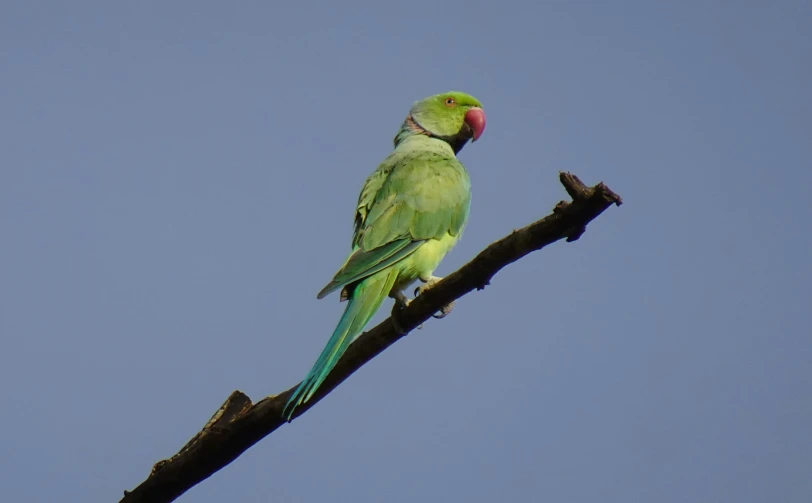 a green bird is sitting on the nch