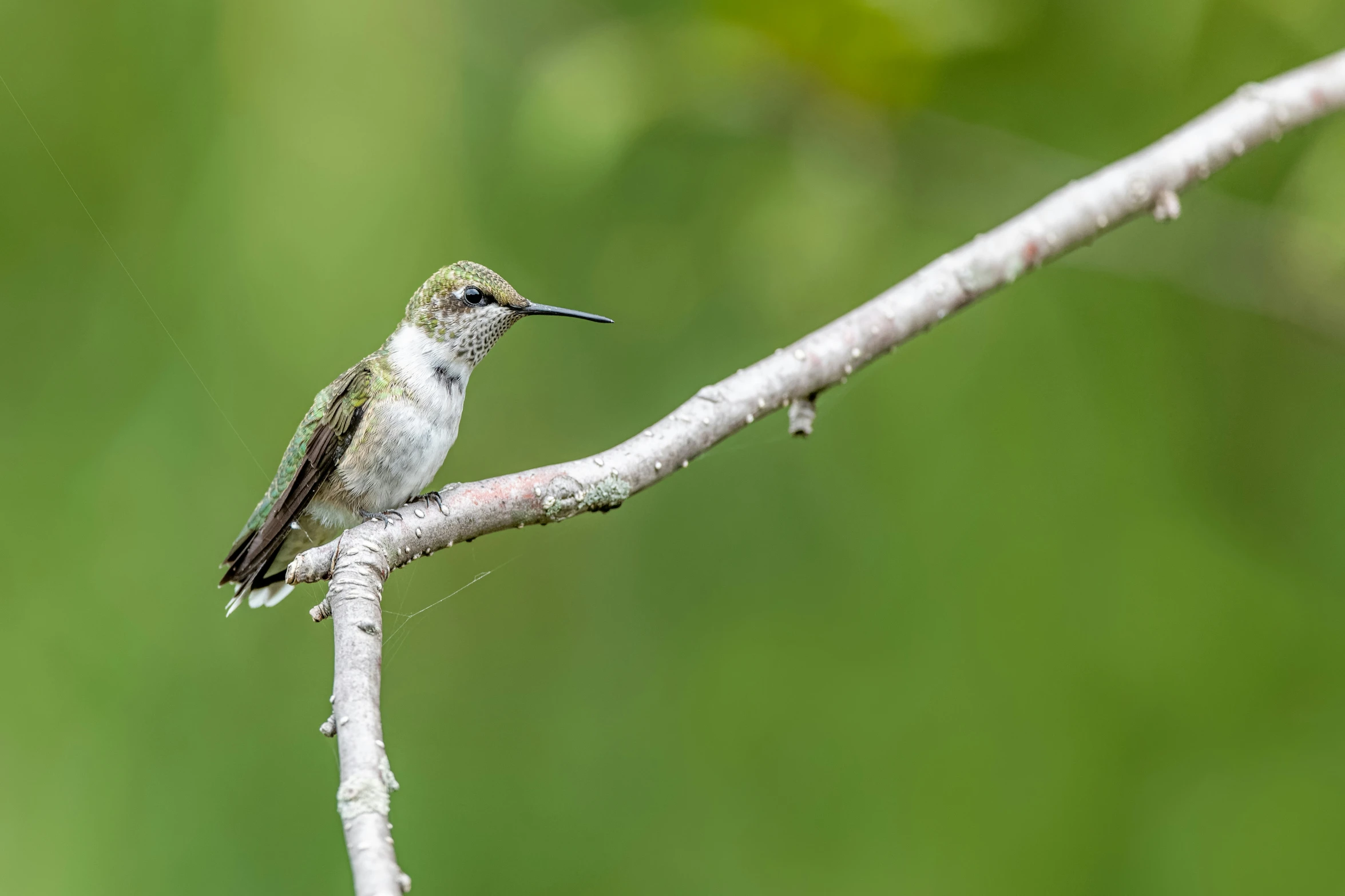 there is a hummingbird sitting on the tree nch