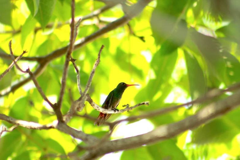 a small bird perched in a tree, with a bright yellow background