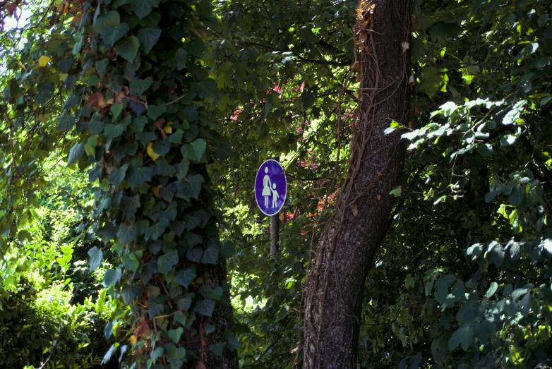 a road sign is hanging on a tree