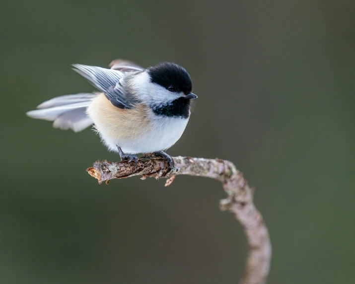 a small bird is perched on the twig