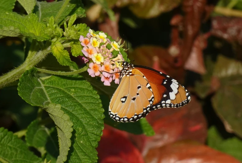 a large erfly that is sitting on a flower