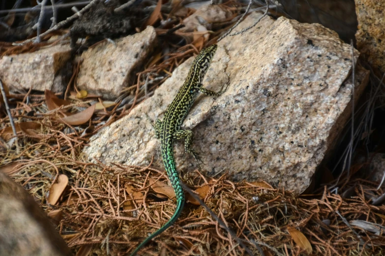 a lizard walking in the grass between a rock and shrub