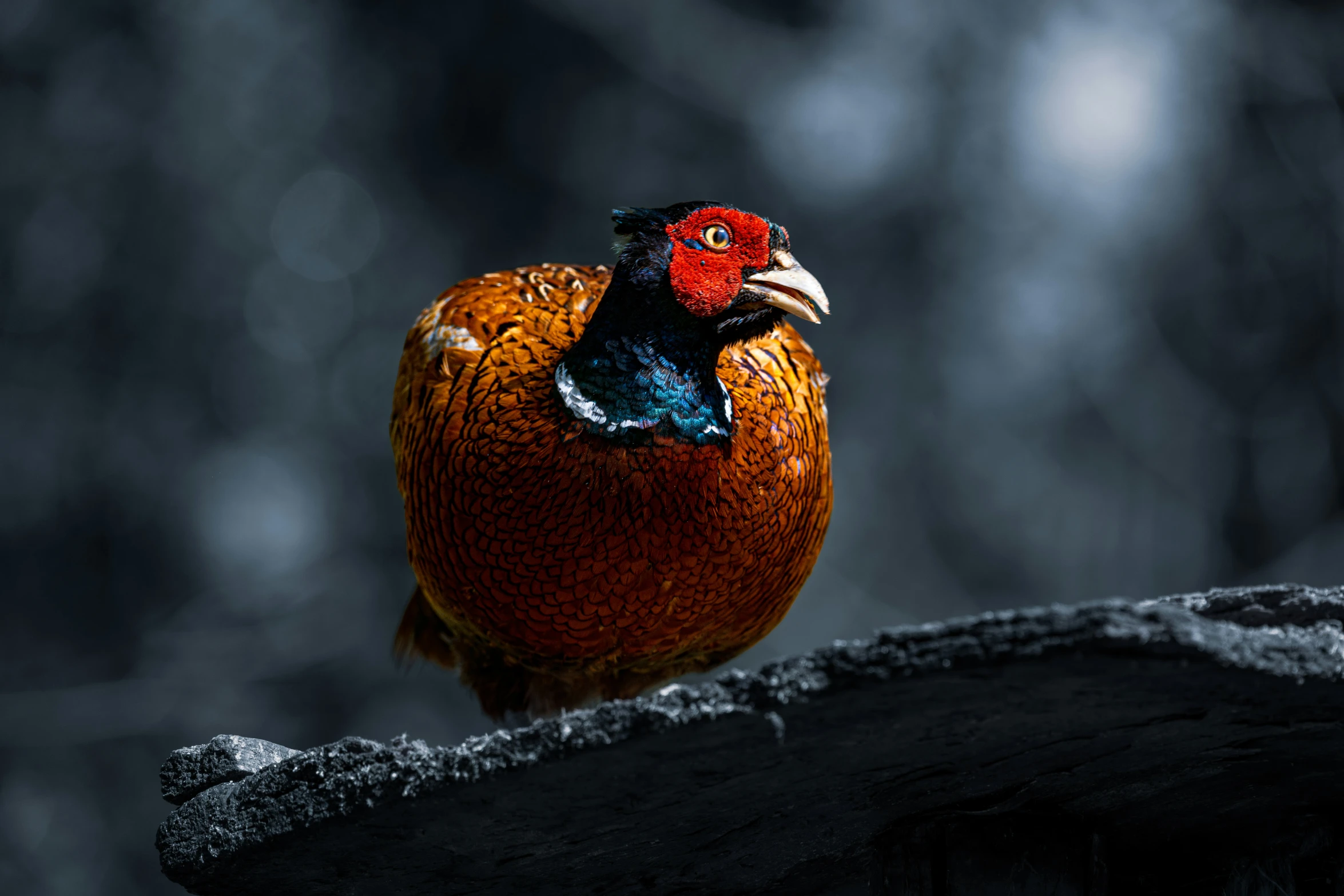 a bird standing on top of a tree stump