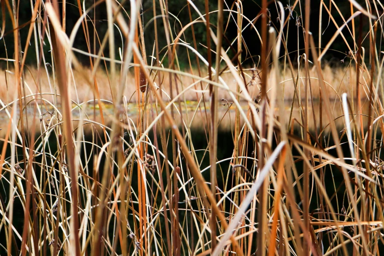 an image of a bird perched in the tall grass