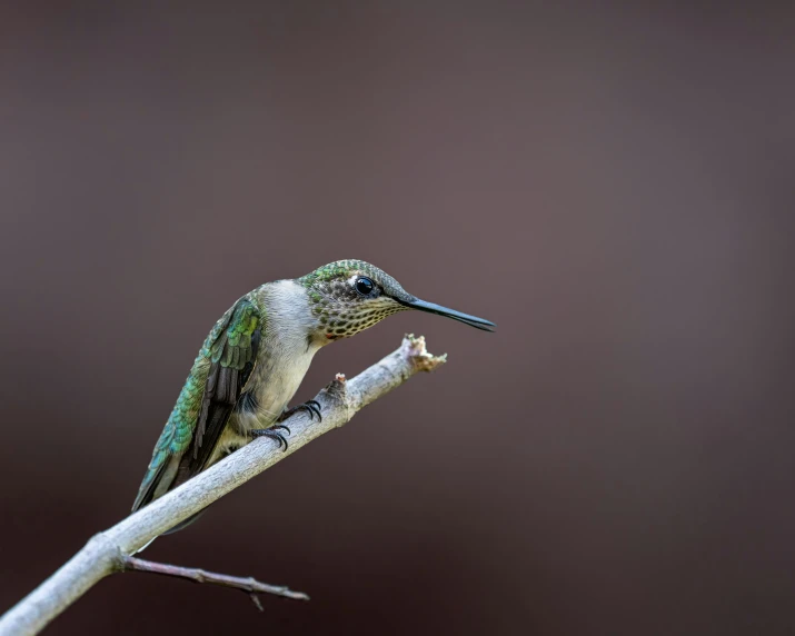 a hummingbird perched on a nch eating