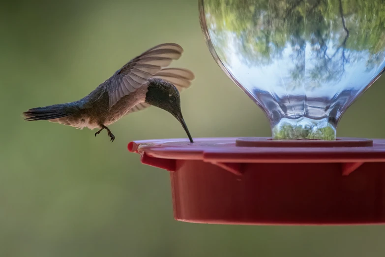 a small hummingbird hovering in front of a silver bird feeder