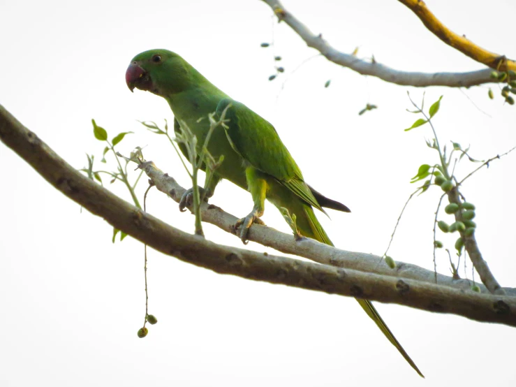 a green bird sitting on top of a tree nch