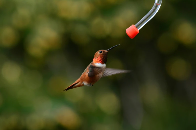 a red and black bird flying next to a hummingbird feeder