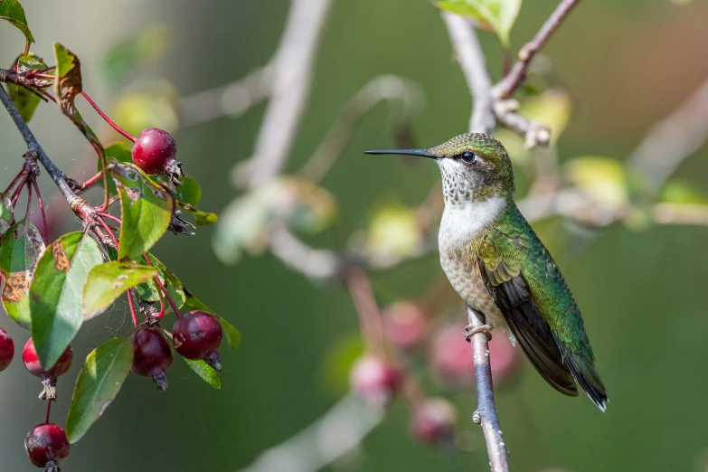 the green hummingbird is sitting on a tree nch