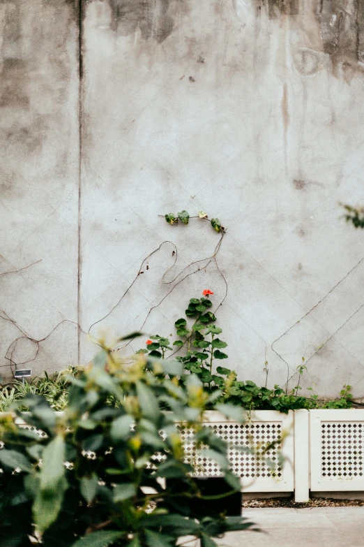 an empty white bench with some flowers