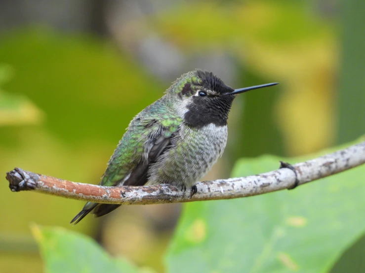 small bird on tree limb during daytime in the sun