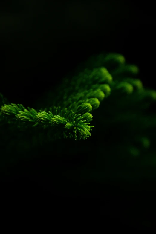 some green plant with a dark background