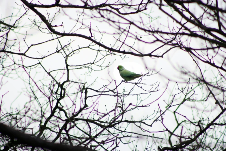 a green bird sitting on top of a tree nch