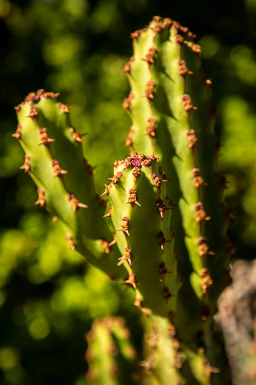 a cactus plant with red flowers on top of it