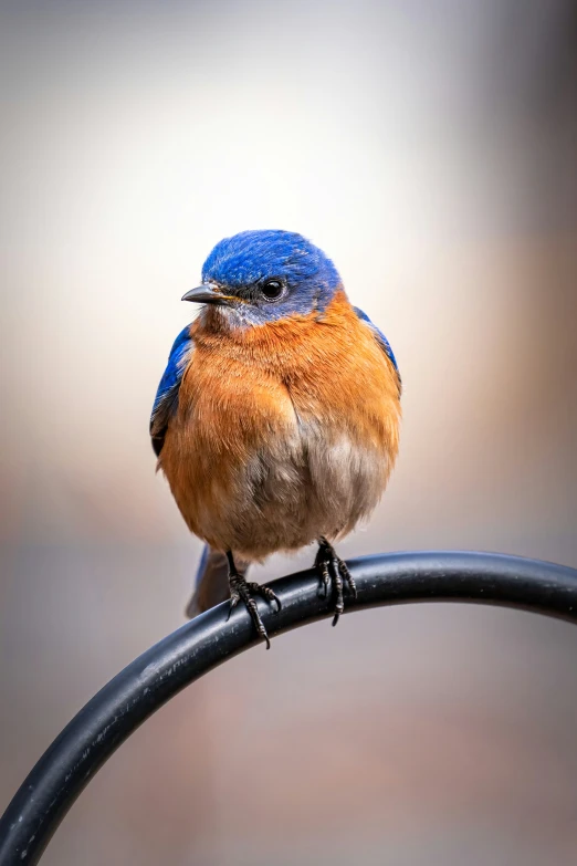 a blue bird sitting on top of a metal pole