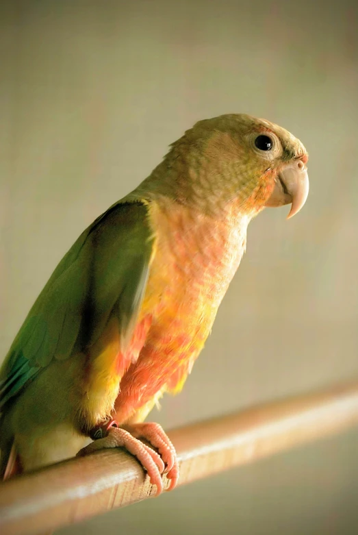 a bright yellow and orange parrot is on a rail