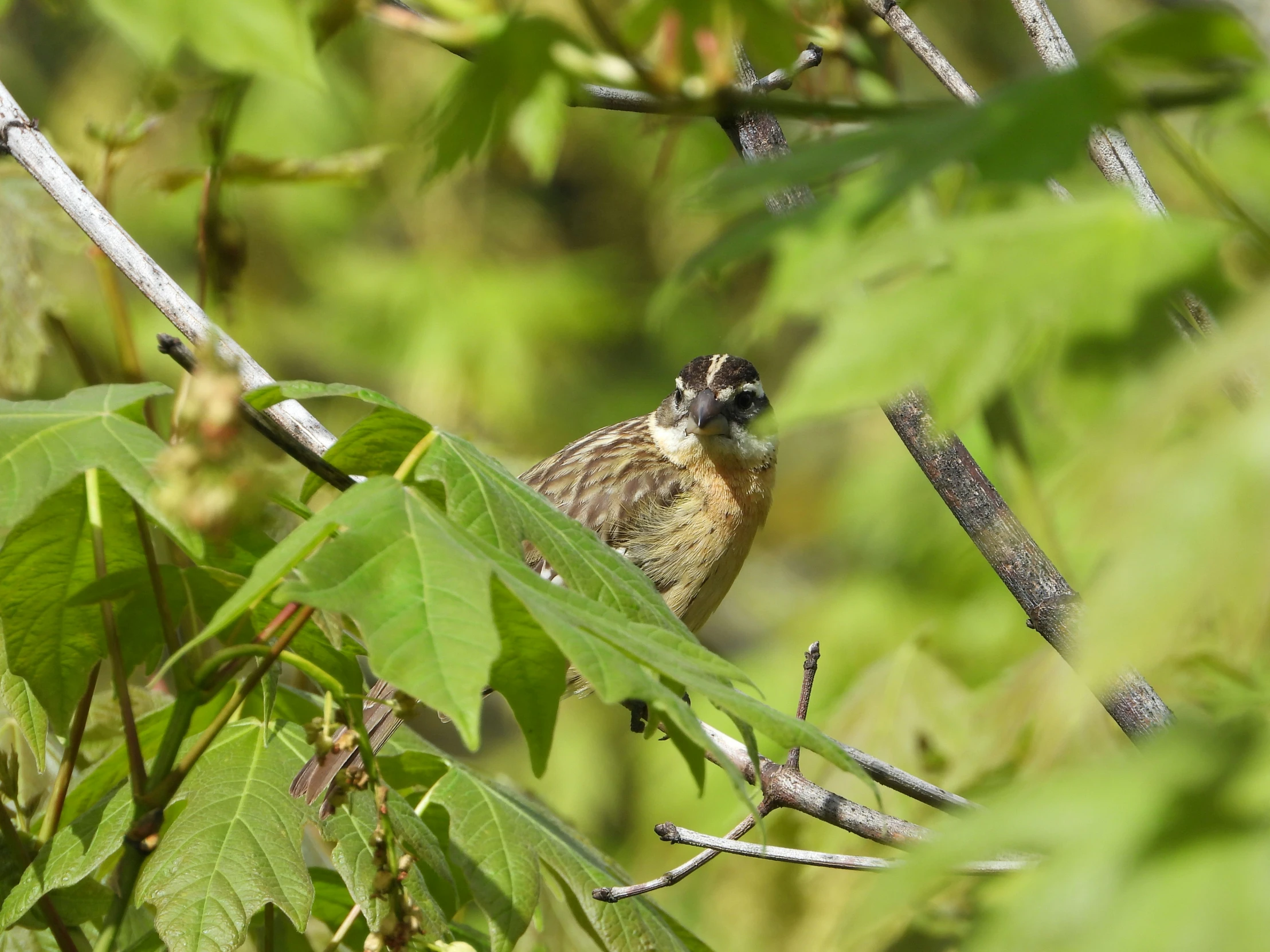 a small brown bird on a nch with leaves