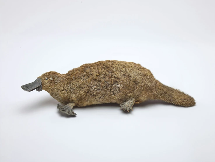 a woolly armadile sitting on a white background