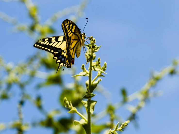 a erfly perched on top of a leafy plant