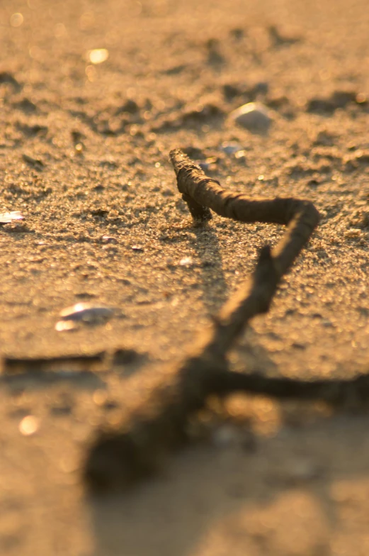 a small lizard that is laying in the sand