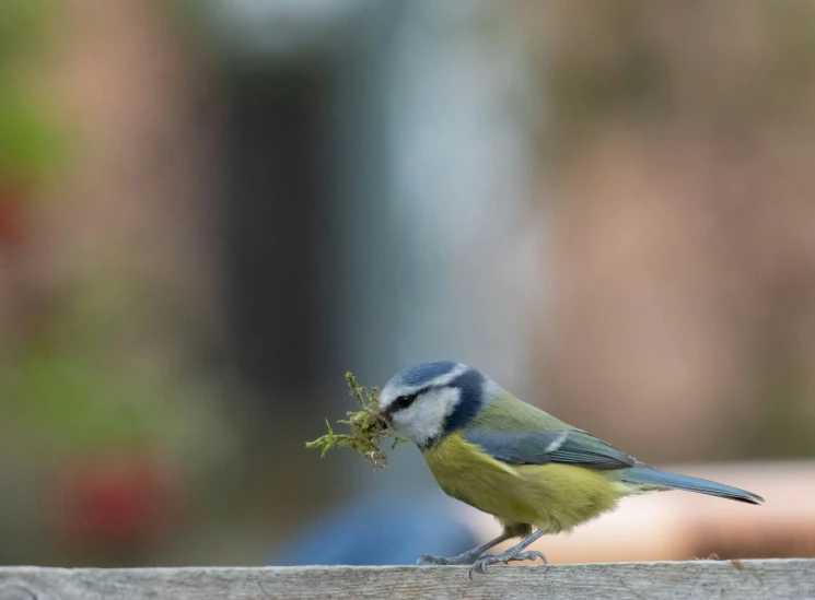 a bird standing on top of a wooden table eating soing