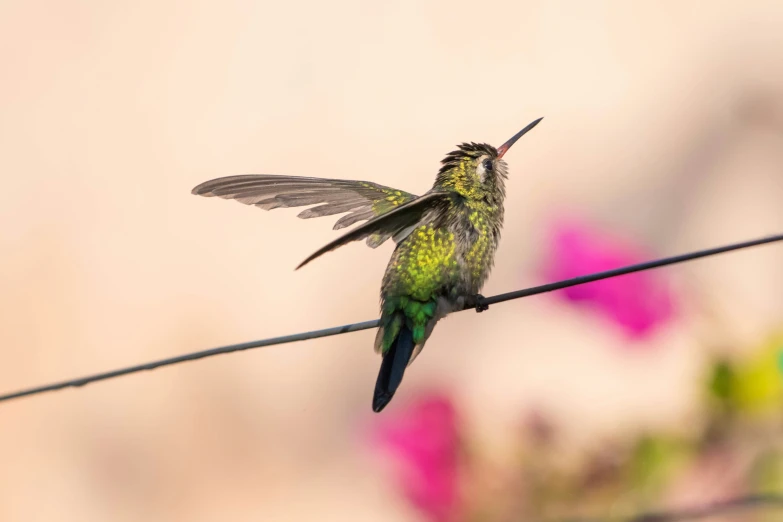 a humming bird sitting on a wire with its wings spread