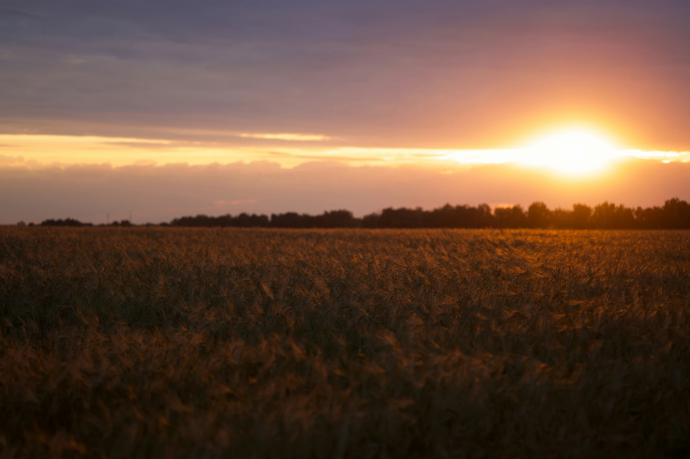 a field of grass with the sun rising over it